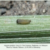 argynnis pandora daghestan larva1
